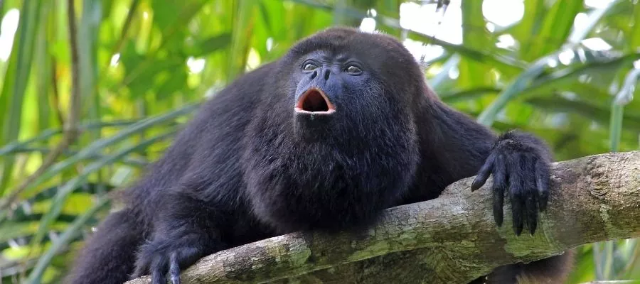 Les 4 esp ces de singes au Costa Rica